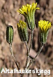 Altaihaukeskjegg Crepis multicaulis