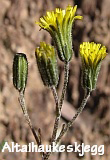 Crepis multicaulis