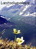 Papaver laestadianum