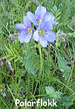 Polarflokk Polemonium boreale