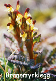 Pedicularis flammea