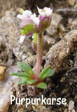 Braya purpurascens