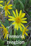 Finnmarksvineblom Tephroseris integrifolia 
