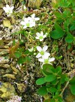 Arenaria pseudofrigida