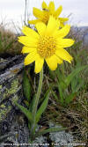 Arnica angustifolia