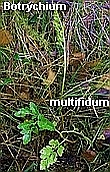 Botrychium multifidum