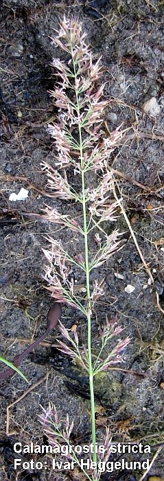 Calamagrostis stricta