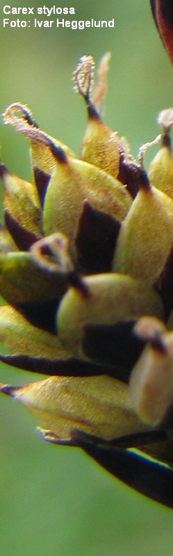 Carex stylosa, Skibotn