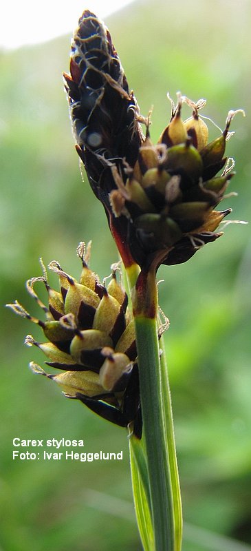 Carex stylosa, Skibotn