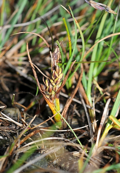 Ishavsstarr Carex subspathacea