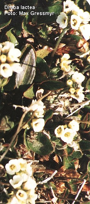 Draba lactea Svalbard