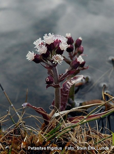 Fjellpestrot