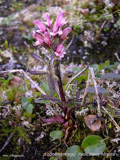 Lodnemyrklegg