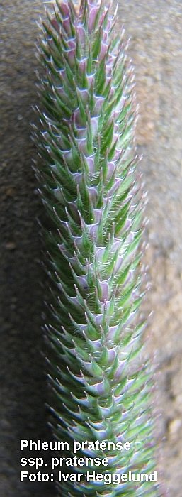 Phleum pratensis