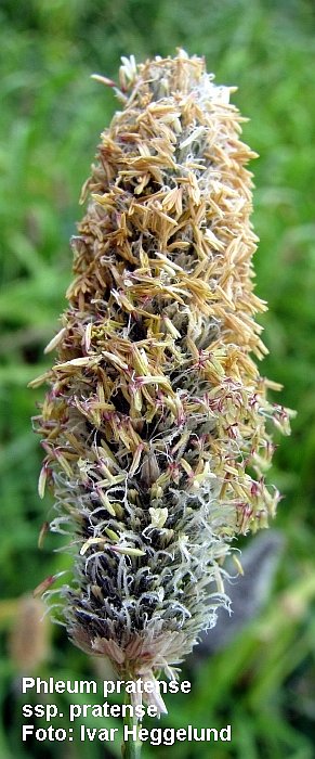 Phleum pratensis timotei