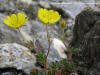 potentilla angustifolia