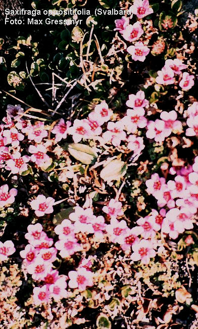 Saxifraga oppositifolia Svalbard