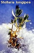 Stellaria longipes