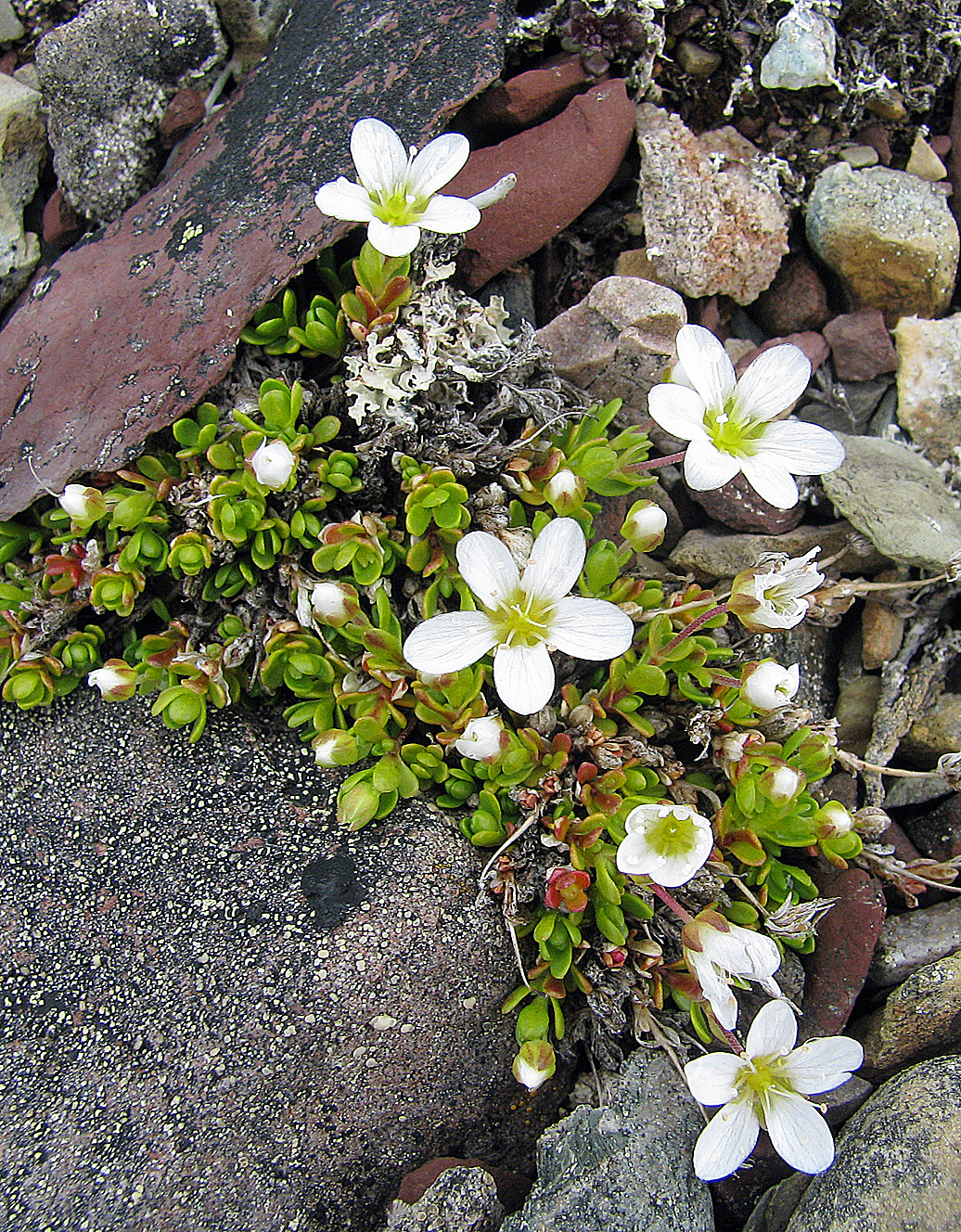 Kalkarve Arenaria pseudofrigida