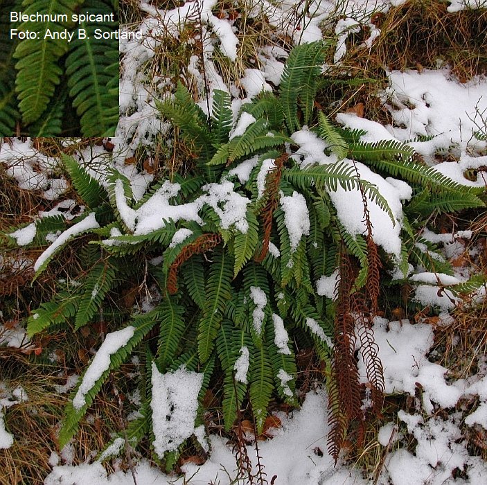 Blechnum spicant