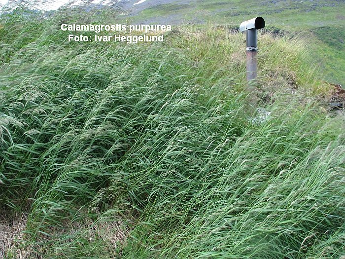 Skogrørkvein calamagrostis purpurea