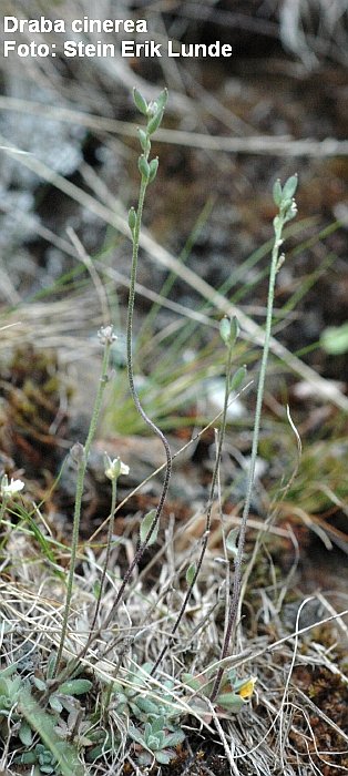 Grårublom Draba cinerea 2