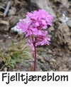 Fjelltjæreblom