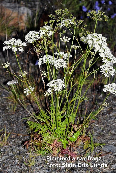 Pimpinella saxifraga Gjeldkarve