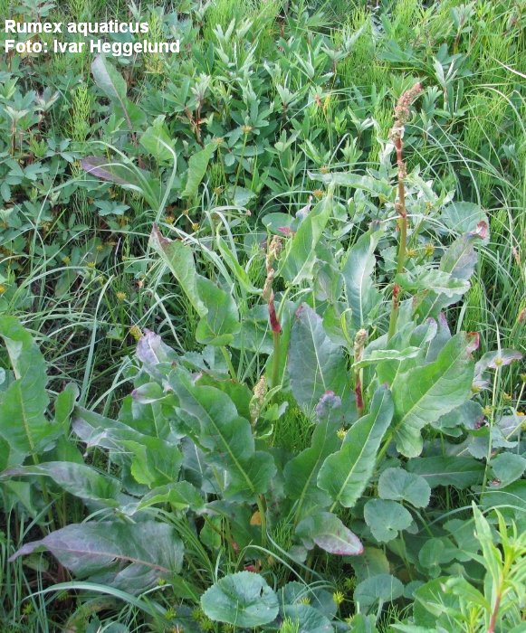 Rumex aquaticus