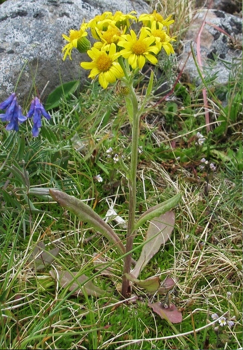 Finnmarksvineblom Tephroseris integrifolia